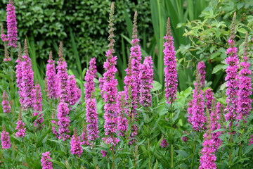 Obraz premium Purple spiked Loosestrife in flower.