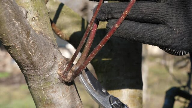 The gardener cuts the extra branches of the fruit tree with secateurs. Gardening concept.