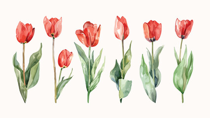 Red tulip flowers watercolor collection. Set of spring and summer flowers painting isolated on white background. Vector illustration