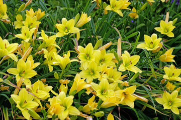 Yellow Hemerocallis hybrid daylily 'Green Flutter' in flower.