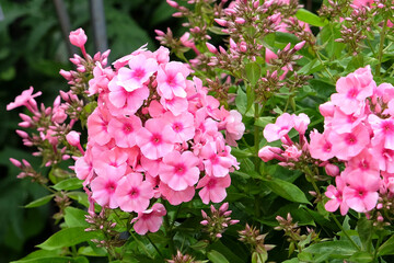 Garden phlox ÔLight Pink Flame' in flower.