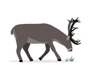 Reindeer eating grass or moss. Horned deer isolated on white background. Wild forest animal with big horns in north cold climate. Flat vector illustration.