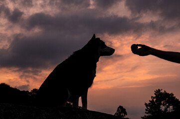 silhouette of  a hand with a ball and a dog at sunset