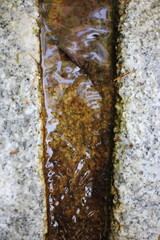 Water flowing over the stone.