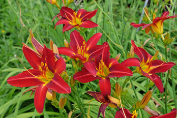 Red and yellow Hemerocallis hybrid daylily 'Stafford' in flower.
