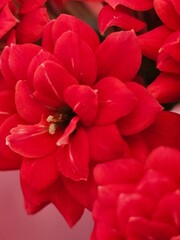 red flower close up