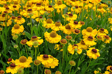 Helenium sneezeweed 'El Dorado' in flower.