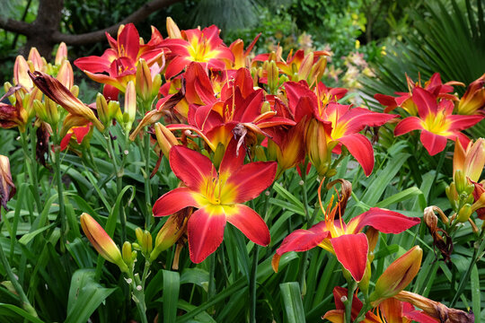 Red and yellow Hemerocallis hybrid daylily 'All American Chief' in flower.