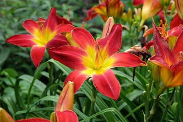 Red and yellow Hemerocallis hybrid daylily 'All American Chief' in flower.