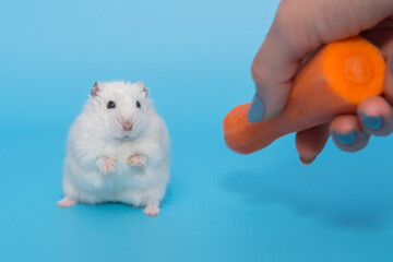 Dzungarian white hamster and fresh carrots