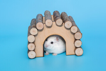 Small white Dzhungarian hamster and a wooden house