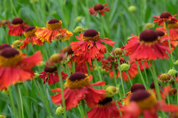 Red Helenium sneezeweed 'Moerheim Beauty'  in flower.