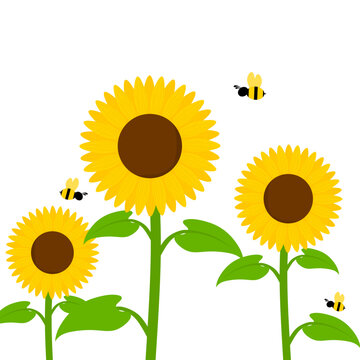 Vector illustration of sunflower with honey bee isolated on white background. Flowers with blooming petals and different sizes. Suitable for spring and summer designs.
