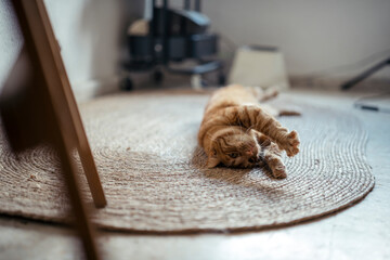 Gato naranja tumbado en alfombra de esparto jugando y estirandose