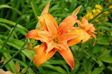 Obraz premium Orange Hemerocallis fulva double daylily 'Kwanso' in flower.