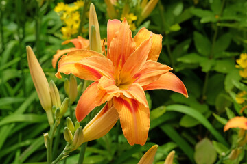 Orange Hemerocallis fulva double daylily 'Kwanso' in flower.