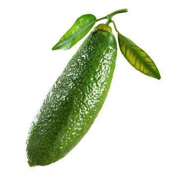 Finger lime, transparent background, isolated image, generative AI