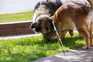 Obraz na płótnie Canvas Two dogs sniffing green grass in spring