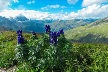 Chinese aconite flower on alpine meadow on top of mountain peak Greilkopf in High Tauern National...