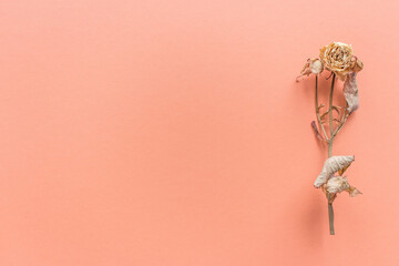 Dried flower on peach fuzz color background. Withered mini rose with copy space. Sad love concept....