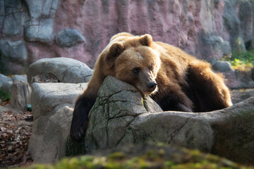 Portraif of beautiful brown bear. © Michaela Pilch