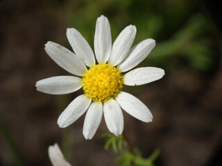 Obraz premium Margherita