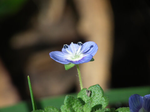Fiore selvatico
