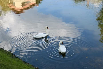 Foto op Aluminium Two white swans swim in a calm, clean pond in a city park. © Sofya