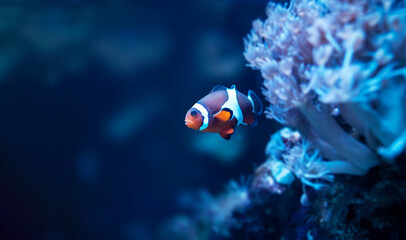 Natural shot of clownfish in anemone. Fish which is also known as Amphiprion ocellaris.	
