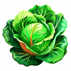 Cabbage, vegetable, real paint style, white background