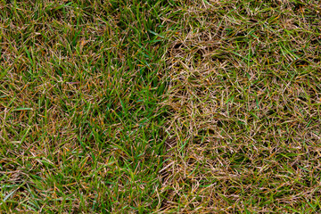 Lawn grass has survived one season. The pros and cons of lawn grass