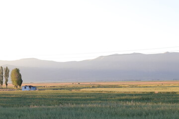 Obraz premium Serene summer landscape at dusk, with soft golden light over a rural field and distant hills.