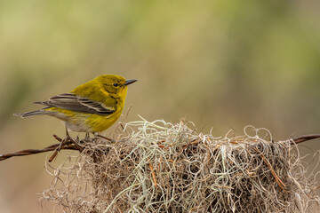 Pine warbler 