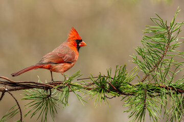 Red Male Northern Cardinal Peched On Wire with Pine Needles
