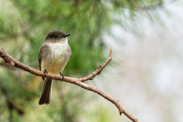 Eastern Phoebe Perched on Pine Tree Branch