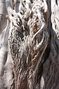 Close up view of Ficus Macrophylla in  Sicily, Italy