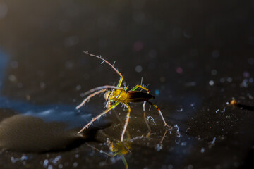 yellow spider drinking water