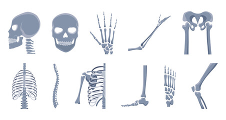Human bones orthopedic and skeleton icon set, bone x-ray image of human joints, anatomy skeleton flat design illustration