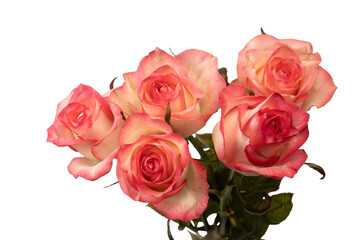 Pink and white  beautiful rose isolated on a white background.