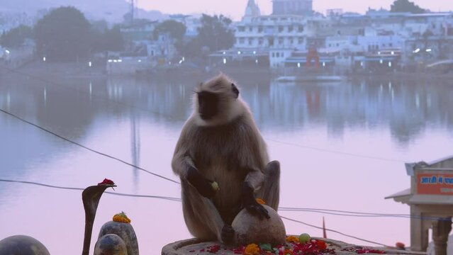 close up of monkey eating frower
