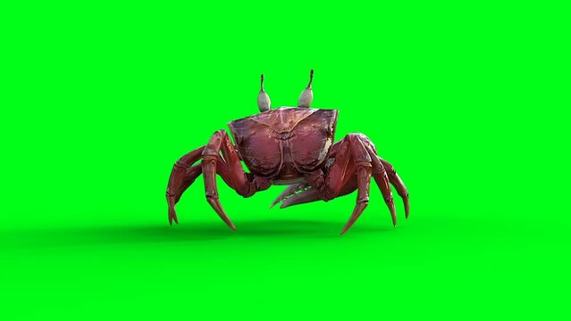 Walking Crab. Green screen 4k animation.