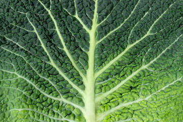 Texture of savoy cabbage leaf, Close-up