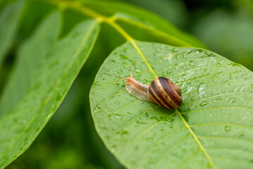 Beautiful lovely snail in grass with morning dew.