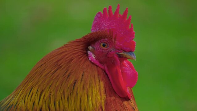 Portrait of a beautiful rooster