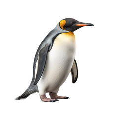 Fototapeta premium Full body portrait of a penguin standing, transparent, isolated on white background