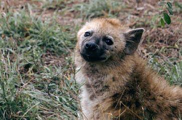 Close up portrait smiled spotted hyena looking at camera, animal in natural habitat, wildlife South...