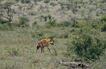 Summer day in Kruger National Park. Safari in South African savannah. Red spotted hyena in natural habitat, wild nature, goes near low green trees and bushes. Animals wildlife background