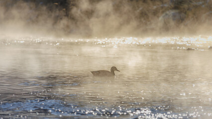 On a foggy winter morning, The duck on the water