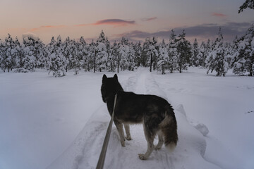 Walking with a husky dog ​​on a leash in nature in winter in the forest with a beautiful sunset sky.