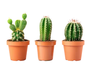 Rideaux velours Cactus en pot Cactus Plants